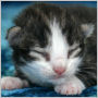 Click to see more pictures of Cassidy