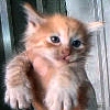 click here to see more about Caspian