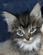 Faramir
