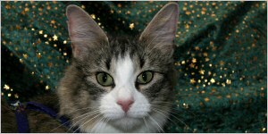 Click here to see Felisia's page