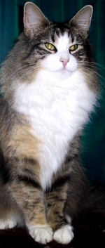 Gizmo