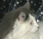 Borealis Hermione