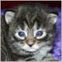click to see Ophelia's page