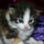 click to see Olivia's page