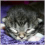 click to see Ripley's page
