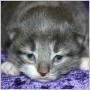 click to see Queenie's page