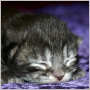 click to see Quincy's page