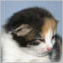 click for Princess's page