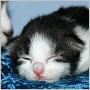 click to see Sinbad's page