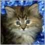click to see Treacle's page