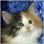 click to see Tansy's page