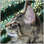 click here to see Rolo's page