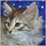 click here to see Valleri's page