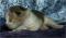 >Wishona Star - 5 days old