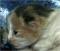 >Wishona Star - 5 days old