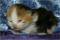 Windsong - 5 days old