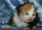 Windsong - 5 days old