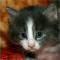Wedgwood - 4 weeks old