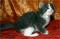 Wedgwood - 4 weeks old