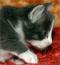 Wedgwood - 4 weeks old