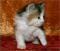 >Wishona Star - 4 weeks old
