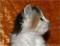 >Wishona Star - 4 weeks old