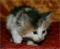 >Wishona Star - 4 weeks old