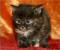Willow - 4 weeks old