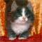 Wedgwood - 6 weeks old