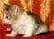 >Wishona Star - 6 weeks old