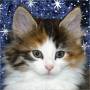 click to see Ziva's page