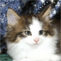click to see Zabadak's page