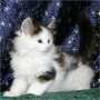 click to see Ziggy's page