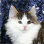 click to see Zorba's page