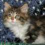 click here to see Ariel's page