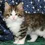 click here to see Asher's page