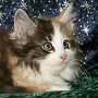 click here to see Abigail's page