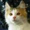 >Wishona Star - 18 weeks old