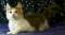 >Wishona Star - 18 weeks old