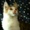 >Wishona Star - 18 weeks old