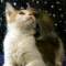 >Wishona Star - 18 weeks old