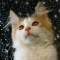>Wishona Star - 18 weeks old