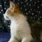 >Wishona Star - 18 weeks old