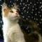 >Wishona Star - 18 weeks old