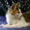 >Wishona Star - 18 weeks old
