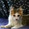 >Wishona Star - 18 weeks old
