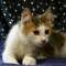 >Wishona Star - 18 weeks old