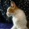 >Wishona Star - 18 weeks old