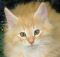 Xavior - 11 weeks old