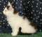 Yarra - 11 weeks old